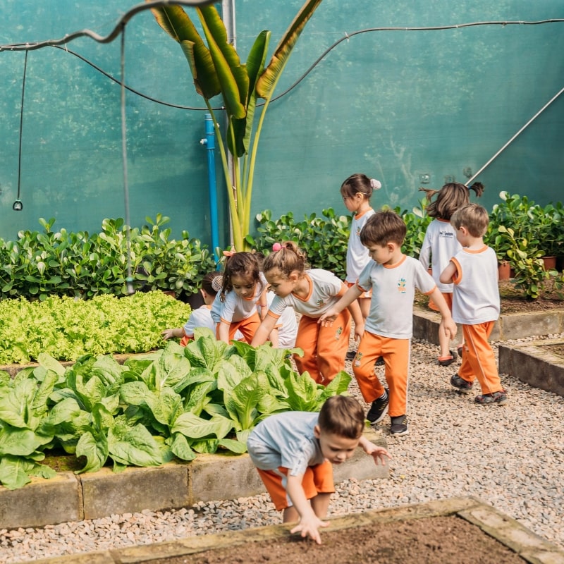 estufa-agricola-hortalica-alunos-tato